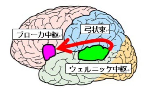 脳